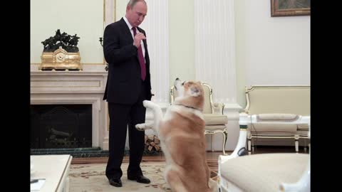 The dogs of Vladimir Putin