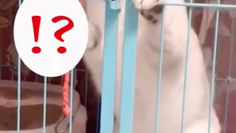 Cat Tries To Open Cage!! Owner Catches It In The Act