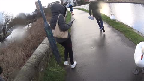 Swans Attack Pedestrians Walking to Work