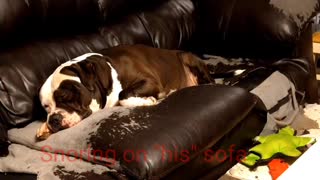 Snoring American Bulldog