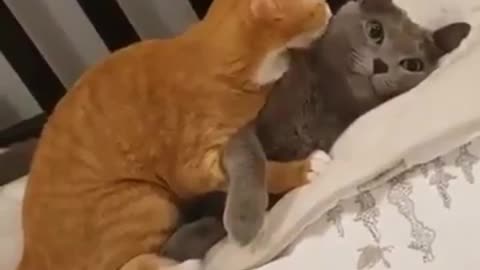 Cut cat couple doing romance