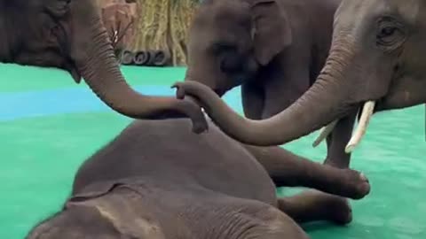 Fake attack - Cutest baby Elephant Playing