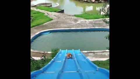 Funny Dog Goes Down Waterslide