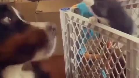 This cat bullies an honest dog,