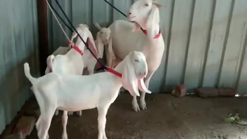 Three Goats And Their Momy