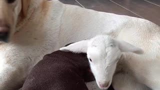 Pregnant Labrador Incredibly Adopts Orphan Lamb