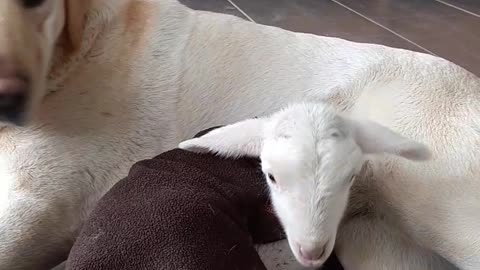 Pregnant Labrador Incredibly Adopts Orphan Lamb