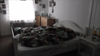 German Shepherds prove to be efficient alarm clocks