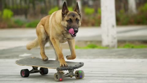 A dog that can ride a skateboard