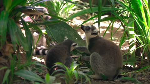 Lemur Little Animals