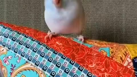 Birdie dancing wildly!