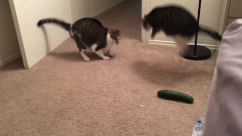 Cats vs. Cucumber #19