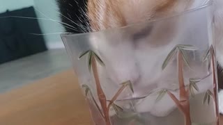 Cali cat 🐈 drinking
