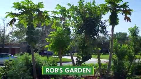 10 Top Plants for a Food Garden in Subtropical Climates- Florida Gardening
