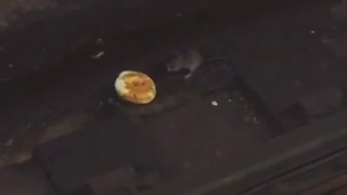 Two rats fight over donut in subway