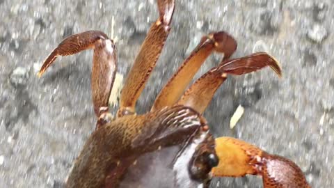Land crab 🦀 | Crab | kakkutta | Rainy Forest 🌳 Crab 🦀