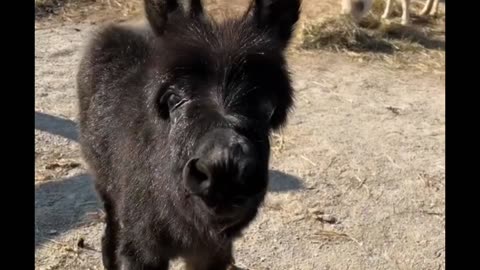 Baby donkeys first bray attempt