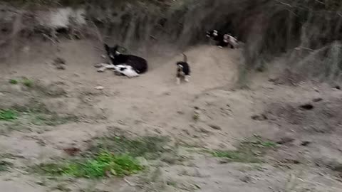 cats meowing to attract dogs