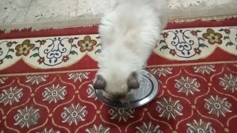 My cats eat with a scene in different angles