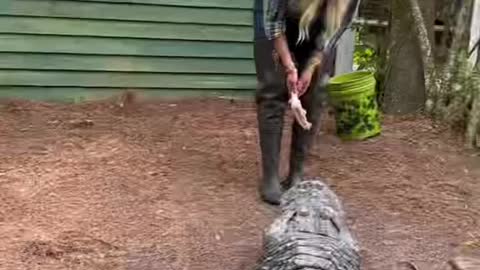 Crocodile feeding🆘 Crocodile understands human speech👍