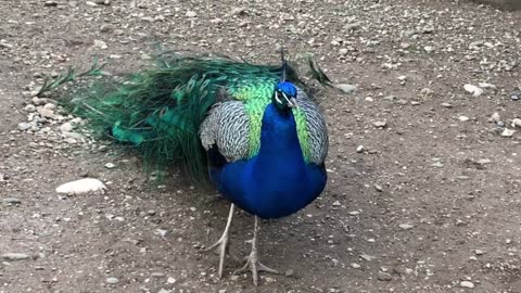 PEACOCK AT ZOO DANCING