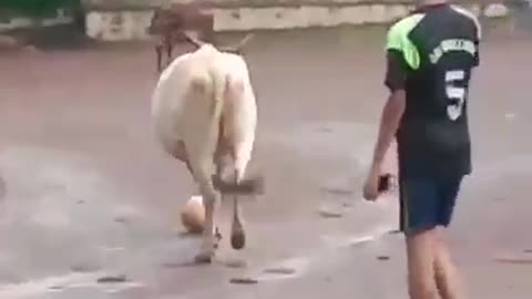 When cows play football