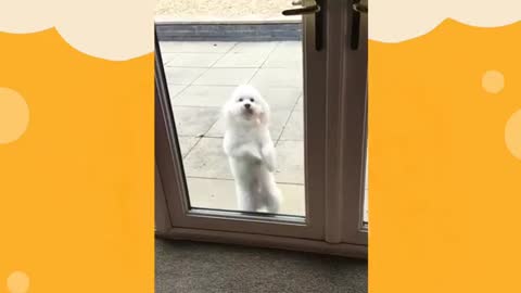 small dog showing dance moves
