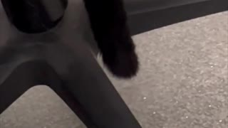 Adopting a Cat from a Shelter Vlog - Precious Piper Has Cute Tail Talk