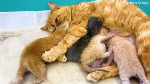 Mom cat does not want to feed one kitten. Newborn kittens are yawning and loud meow ASMR