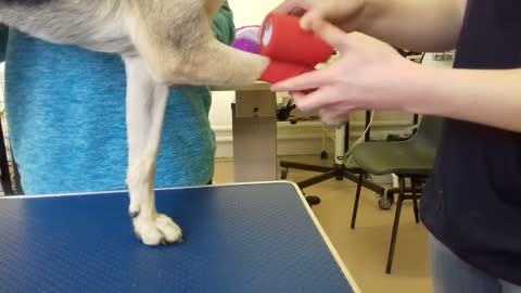 Animal Care Dog Bandaging