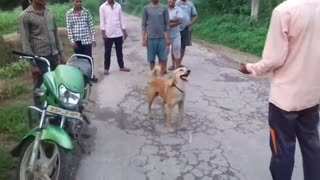 dancing india dog