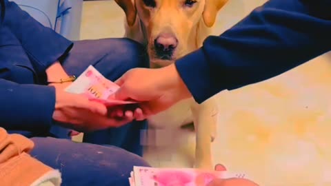 Man 👱‍♂VS Dog 🐕but dog is brilliant idea money 💵