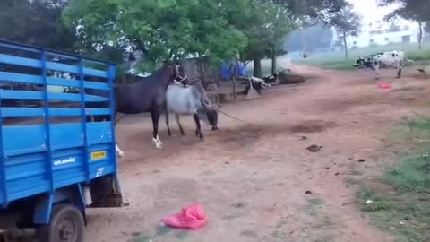 Lovely Horse and Cow Love