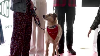Griffon mix Kodi takes home Cannes' top dog prize