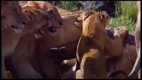 CROCODILE VS LION