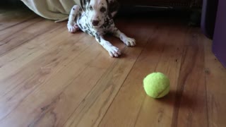 Puppy Dalmatian First Time Playing Fetch