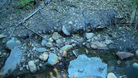 Bears & a bobcat along a creek in San Bernardino NF near Big Bear CA. Reveal Tactacam trailcam