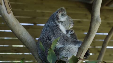 Most precious Koala Joey moments ever! -15