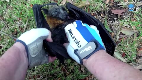 Rescuing a baby flying-fox hanging on fencing; this is Fortissimo.mp4