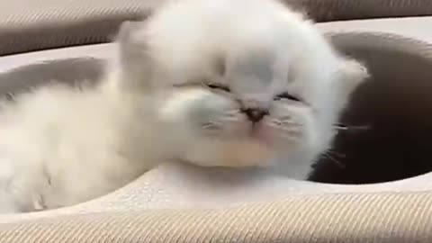 Funny and cute cats❤️