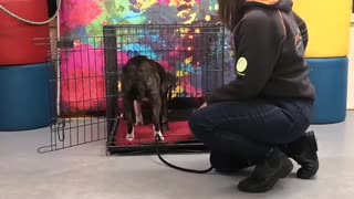 Video About Training Dogs To be Nice
