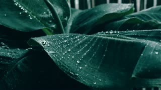 rainfall HD