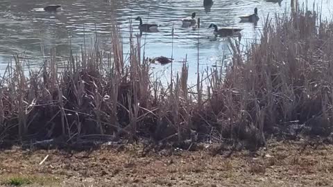 Geese eating lunch