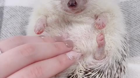 #hedgehoglove#hedgehog#hedgielove#petstagram#petlovers