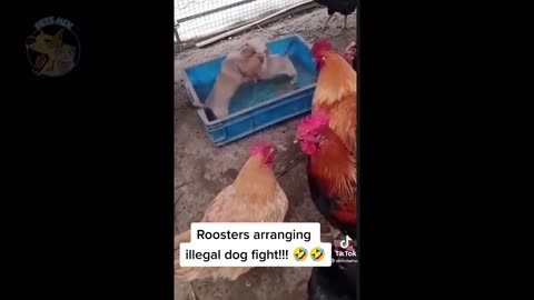 Funny Chickens and Roosters Compilation | Chickens Can be Really Funny🐔😂