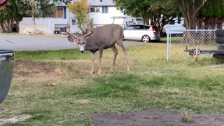 Buck Stretches to Snatch Berries From Tree