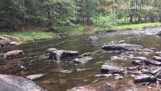 Dog falls on back at river