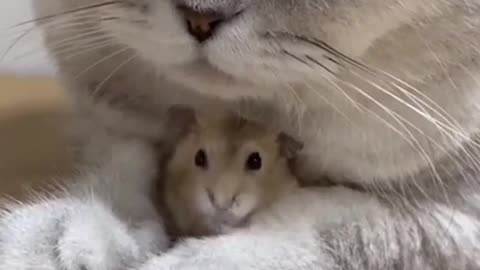 Funny cat video