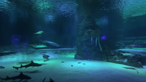 Great white shark with stingray in very large fishtank.