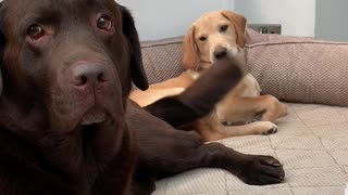 Dog's Happy Tail Cleans Puppy's Face